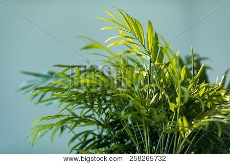 Chrysalidocarpus. Chrysalidocarpus Is Yellowish Close-up. Leaves Of A Young Palm Tree.