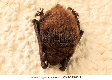 Bat Sleeps On A House Wall Of An Apartment Building. The Bat Was Hanging Near The Doorbell.