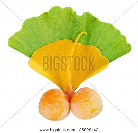 Ginkgo Biloba frugter kvist Over bladene isoleret på hvid, makro