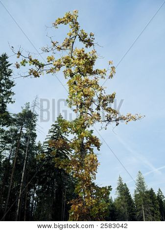 junge Eiche auf himmel hintergrund