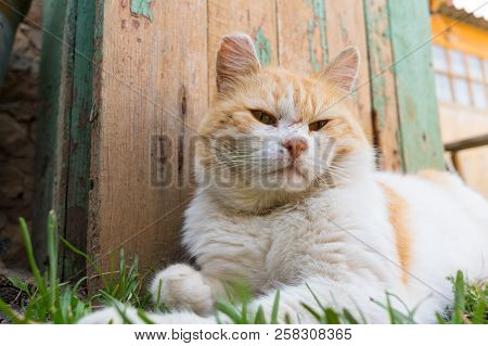 A White Red-haired Beautiful Cat Area Sits On The Walkways Over The Warm Sun In The City