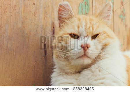 White Red-haired Beautiful Cat With A Wink Of One Eye