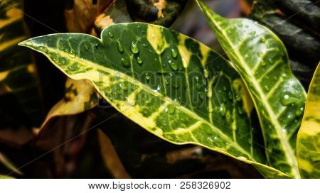 Green Leaves With Water Droplets On In Tropical Rain Forest