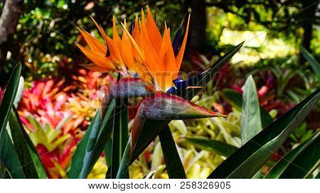 Bird Of Paradise Unique Flower In The Sun