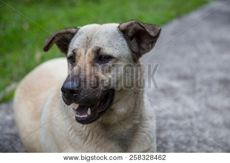 Close-up Of Dog With Blur Background At Sabah, Borneo