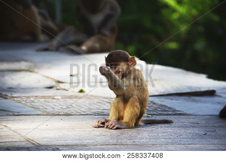 Baby Monkey At Monkey Temple. Swayambhunath, Kathmandu, Nepal