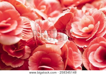 Bright Red ,pinc Flowers Of Begonia Close-up.