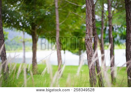 The Holiday With Field, Grass And Lake