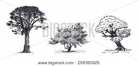 Three Trees Hand Drawn Vector Sketch. Hand Drawn Botanical Sketches Of Bushes And Trees.