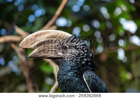 Close Up Of A Trumpeter Hornbill, Bycanistes Bucinator