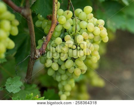 Grapes On Vine Stock At Wine Yard