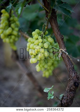 Grapes On Vine Stock At Wine Yard