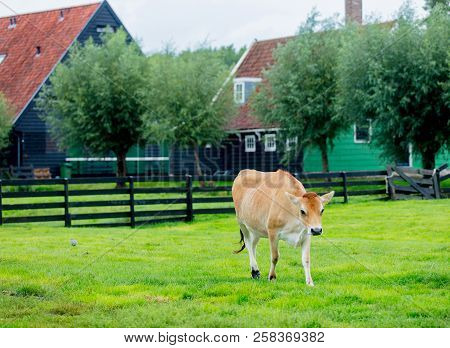Cow On Green Meadow Of Old Dutch Farm. Holand, Netherlands