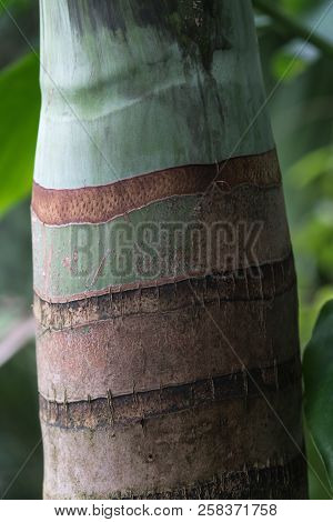 Beautiful Colouration Of The Bark Of A Palm Tree