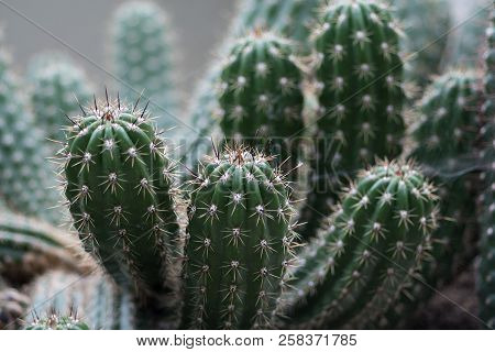 The Spiny Needles Of Cacti, Echinopsis Candicans