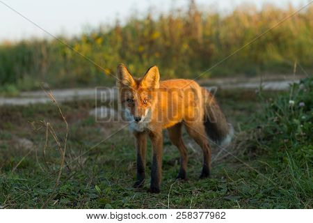 A Cute, Young, Fiery, Red Fox Cub Is Lit By The Evening Sun, Against The Background Of Grass. He Loo
