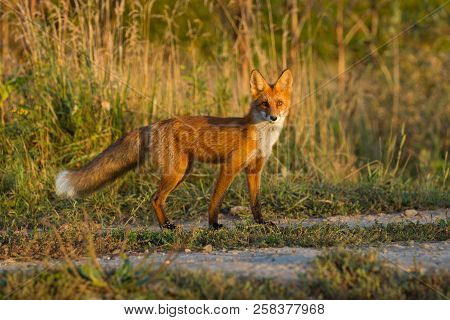 A Cute, Young, Fiery, Red Fox Cub Is Lit By The Evening Sun, Against The Background Of Grass. He Loo