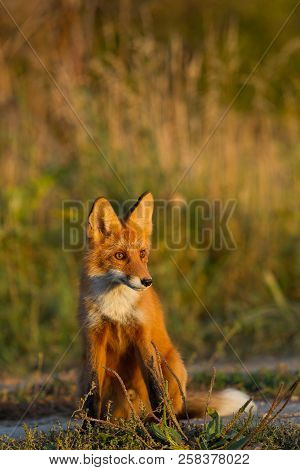 A Cute, Young, Fiery, Red Fox Cub Sits, Lit By The Evening Sun, Against The Background Of Grass. He 
