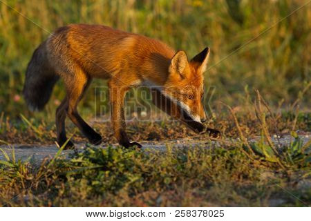 A Cute, Young, Fiery, Red Fox Cub Stands, Lit By The Evening Sun, Against The Background Of Grass. L