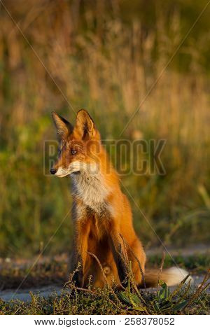A Cute, Young, Fiery, Red Fox Cub Sits, Lit By The Evening Sun, Against The Background Of Grass. Loo