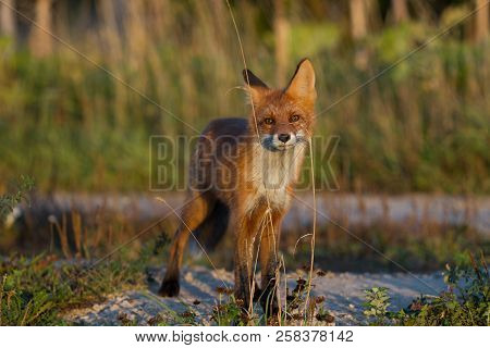 A Cute, Young, Fiery, Red Fox Cub Is Lit By The Evening Sun, Against The Background Of Grass. He Loo