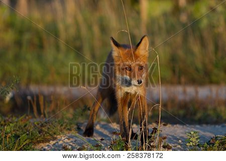 A Cute, Young, Fiery, Red Fox Cub Is Lit By The Evening Sun, Against The Background Of Grass. He Loo