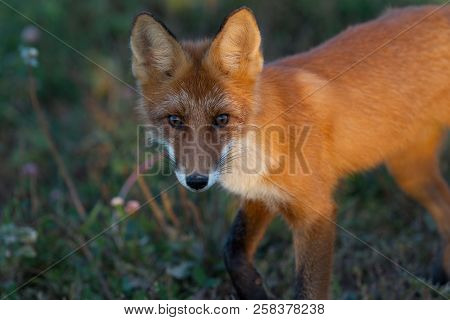 A Cute, Young, Fiery, Red Fox Cub Is Lit By The Evening Sun, Against The Background Of Grass. He Loo