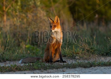 A Cute, Young, Fiery, Red Fox Cub Sits, Lit By The Evening Sun, Against The Background Of Grass. Loo