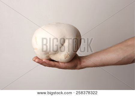 Mushroom Giant Puffball On Man Hand. Big Edible Mushroom Calvatia Gigantea.