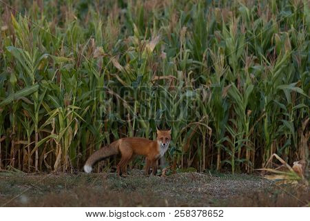 A Cute, Young, Fiery, Red Fox Cub Is Lit By The Evening Sun, Against The Background Of Grass. He Loo