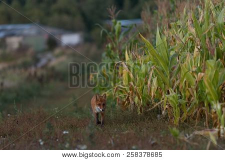 A Cute, Young, Fiery, Red Fox Cub Is Lit By The Evening Sun, Against The Background Of Grass. He Loo