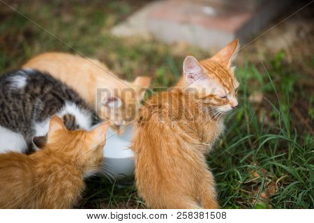 Young Cats Around A Water Bowl, Sweet Babycats