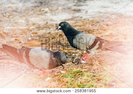 Closeup Twos Dove Walk In The Morning With Sunlight