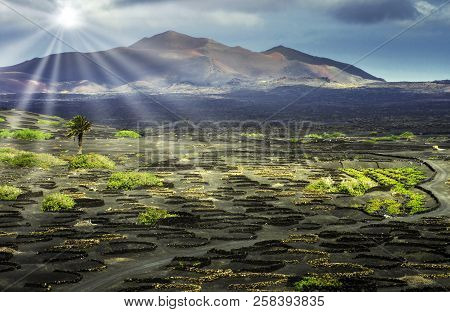 Wine Valley Of La Geria - Lanzarote, Canary Islands, Spain
