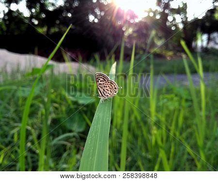 Beautiful Black And White Tiny Small Little Common Pierrot Or Castalius Rosimon Butterfly Sitting On
