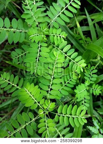 Beautiful Pinnate Leaves Of Green Stonebreaker Weed Small Plant Close Up Isolated At A Garden