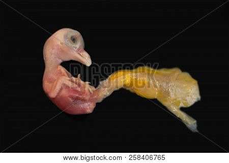 Dead Embryo Of A Pigeon Bird. Close-up On A Black Background