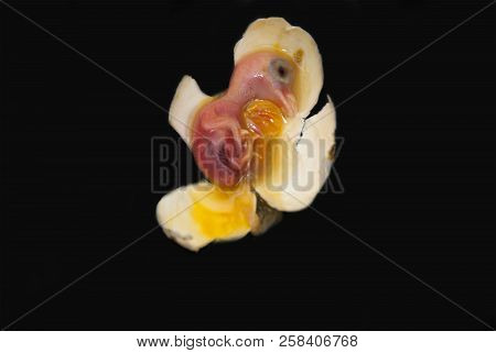 The Dead Embryo Of A Pigeon's Bird. In The Egg