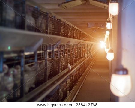 Modern Chicken Coop In Which Broiler Chickens Are Bred For Consumption In Food, Sun