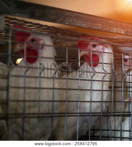 Breeding Broiler Chickens And Chickens, Broiler Chickens Sit Behind Bars In The Hut, Poultry House, 