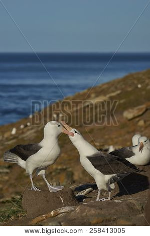 Pair of Black-browed Albatross (Thalassarche melanophrys) courting on the coast of Saunders Island i