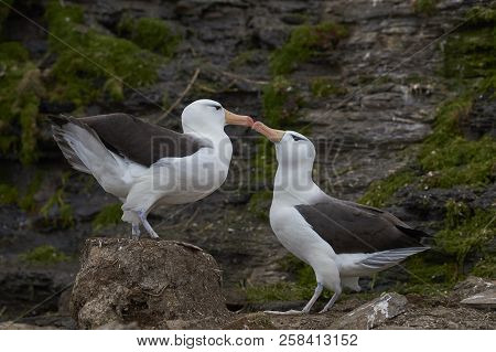 Pair Of Black-browed Albatross (thalassarche Melanophrys) Courting On The Coast Of Saunders Island I
