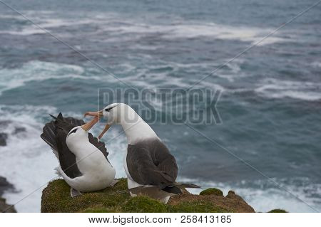 Pair Of Black-browed Albatross (thalassarche Melanophrys) Courting On The Coast Of Saunders Island I