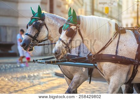 Horses For Drawn Carriage Or Fiaker, Popular Tourist Attraction, On Michaelerplatz In Vienna, Austri