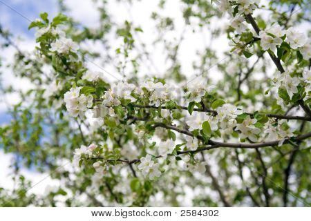 Apple Blossom