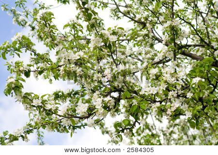 Apple Blossom