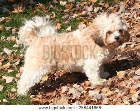 Cavachon In Attention Stance In Yard With Leaves In Autumn
