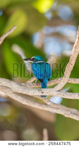 Bird (white-collared Kingfisher) In A Nature Wild