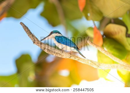Bird (white-collared Kingfisher) In A Nature Wild