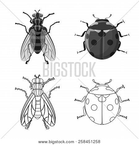 Vector Design Of Insect And Fly Sign. Set Of Insect And Element Stock Symbol For Web.